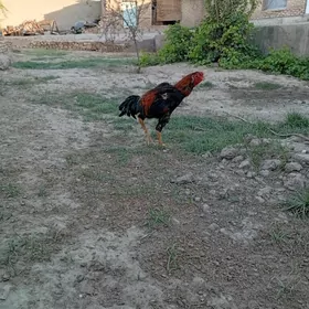 horaz turksaldat