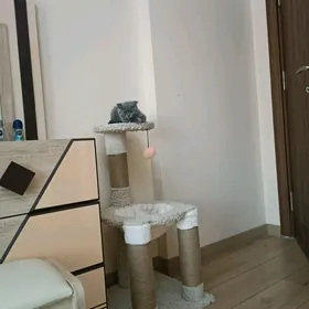 Когтеточка для кошек