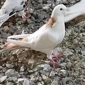 kepderi