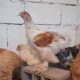 Brama