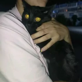 кошка