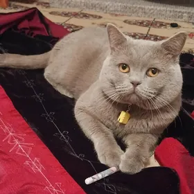 кот пропал. pişik ýitdi