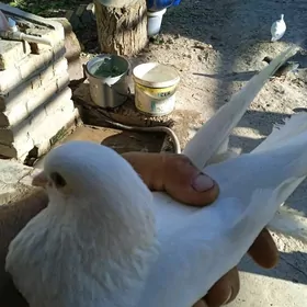 kepteri