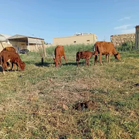 goleli sygyr okuz