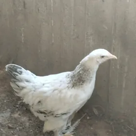 balakly jüje