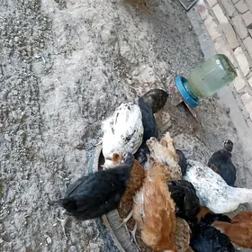juje 3 aylyk