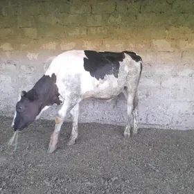 Galisdeyin okuzce