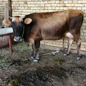 sygyr göleli