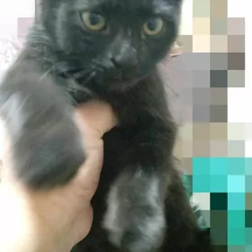 Чёрный котенок