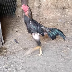 WETNAM