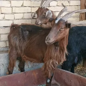 geci