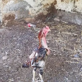 baysow horaz