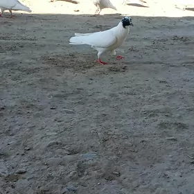Kepderi