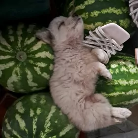 gujijek
