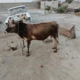 Öküz