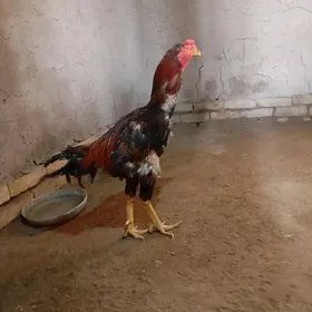 horaz