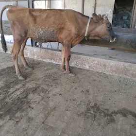 öküzçe