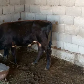 öküz