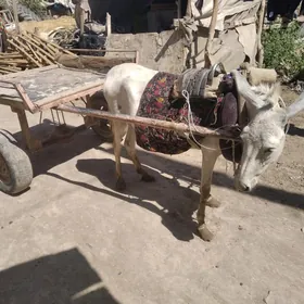 Eşek ve arawa