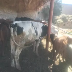 Tohum galishteyn 2 yasar okuz