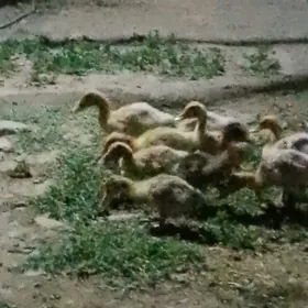 ÖRDEK GAK GAK