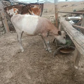 goleli
