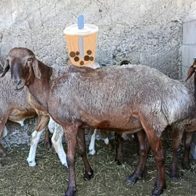 Goç