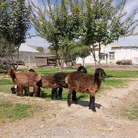 GECILER BERRELER