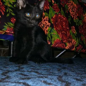 котики вместо парня 