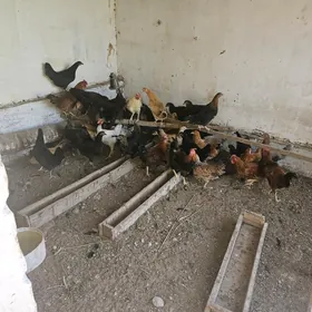 horazlar parodnyy