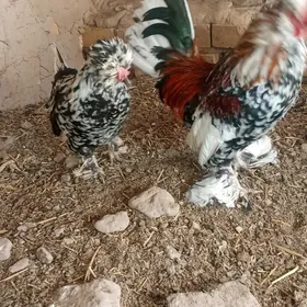 Karlyk horaz hem towuk