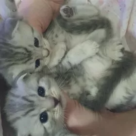 Шотландские котята