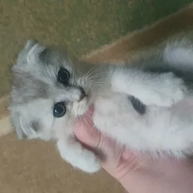 Шотландские котята