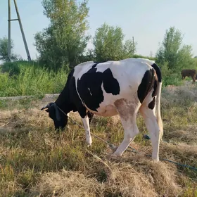 чёрный пёстра