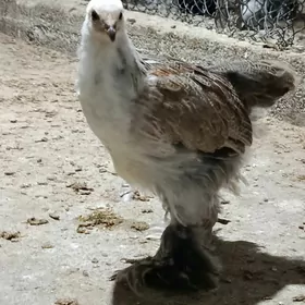balgar juyje