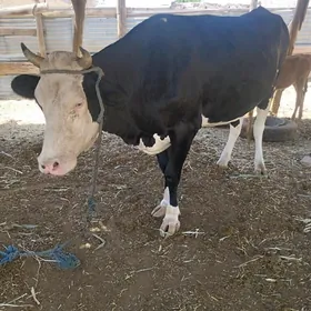 boğaz inek