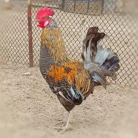 Türkmen horoz