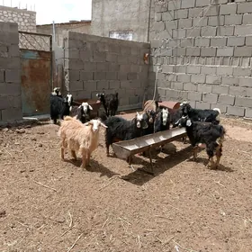 Çebiş