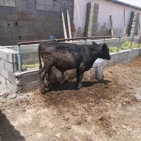 окиз