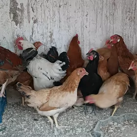 towuklar