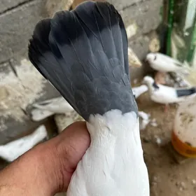 kepderi