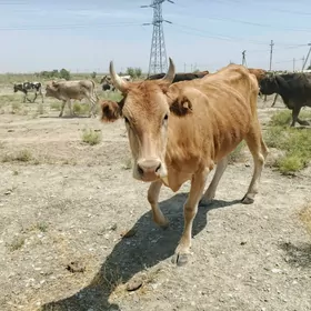 SYGYR