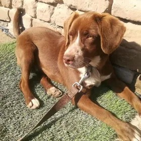 Labrador garylan