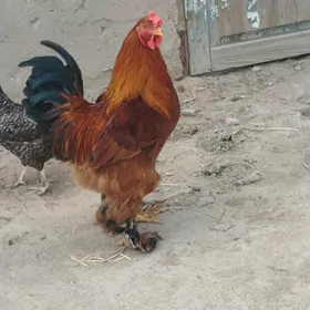 induk..Horaz.. Towuk...