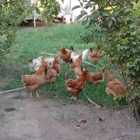 towuk tejen paroda