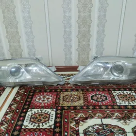 öküz kelle öňki faralary