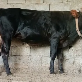 Öküz