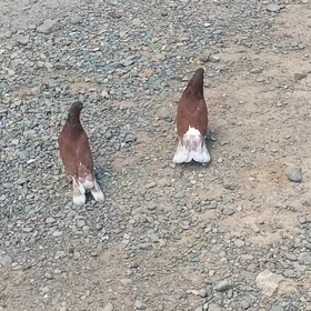 kepderi