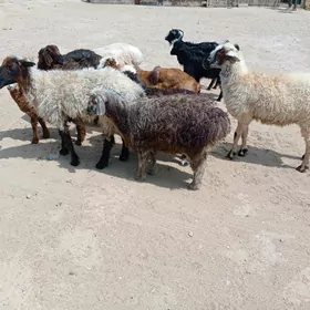 goÿun tokly çewiş