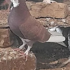 kepderi